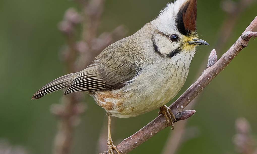 Taiwan’s Unique Wildlife: Bird Watching and Nature Conservation